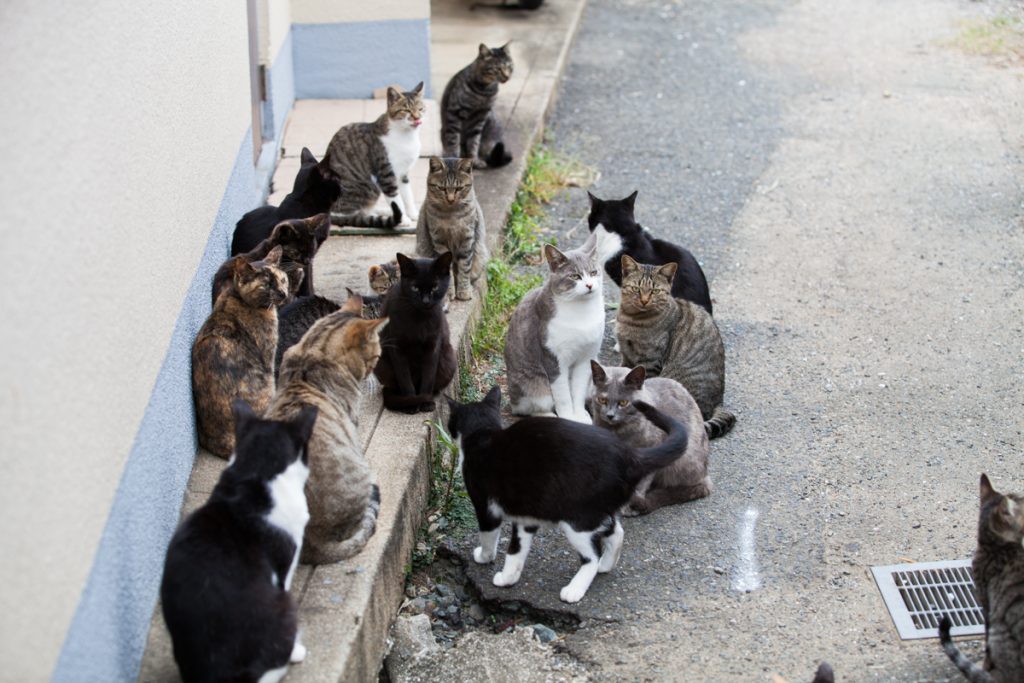 福岡の猫島で有名な相島(あいのしま)へのアクセス方法！