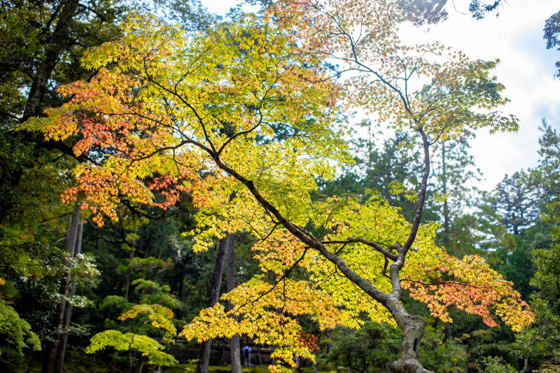 苔寺の紅葉