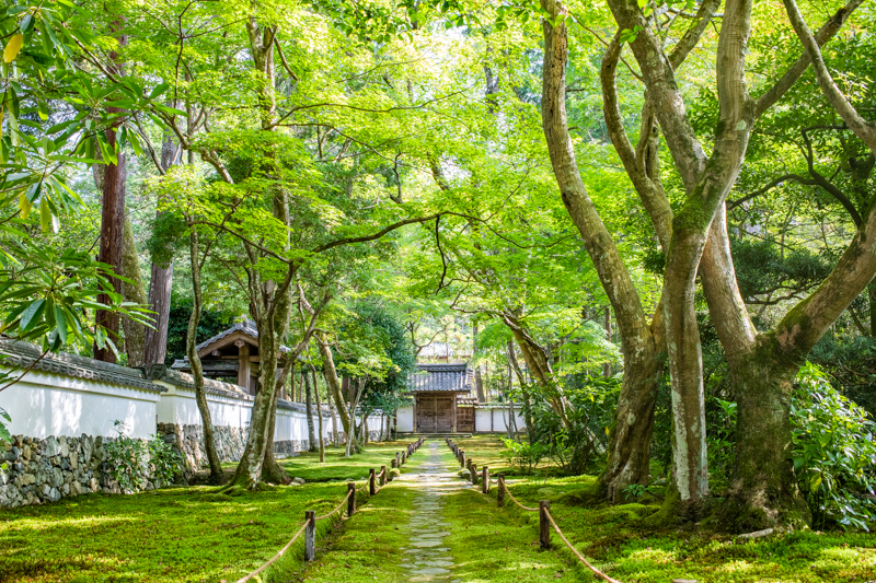 苔寺の緑